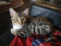 Bengal 