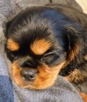 Leveransklar Cavalier King Charles Spaniel pojke