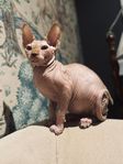 Sphynx hane