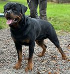 Rottweiler valpar väntas efter heltyska linjer