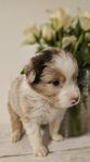 Miniature American Shepherd