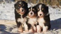 Underbara Australian Shepherd Valpar 