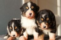 Fantastiska Australian Shepherd Valpar 