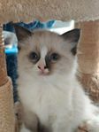 Hundvana kattungar ragdoll/helig birma