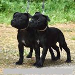 Staffordshire bullterrier valpar 