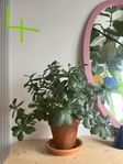 Moving and Beautiful House Plant Växter,  for Sale!!!