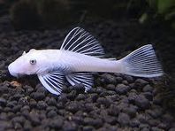 Snow white ancistrus yngel 