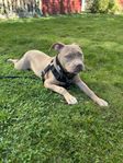 american bully / amstaff 