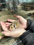 guldhamster ungar