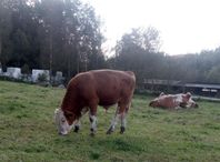 simmental tjur 