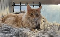 Maine Coon med stamtavla