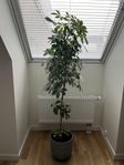 Växt ”Schefflera arboricola”