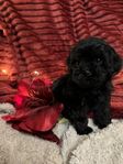 Leveransklar mini Cavapoo valp