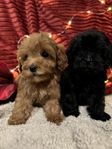 Leveransklara mini Cavapoo valpar