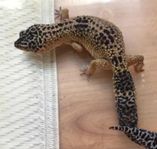 leopardgecko hona