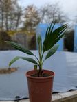 washingtonia robusta 