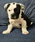 olde english bulldog