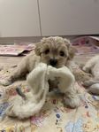 F1 Maltipoo Toy