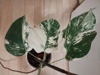 Monstera deliciosa albo 