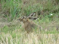 Nybörjarejakt - Rough shooting, fasan, rapphöns, hare