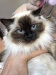 Katt Ragdoll