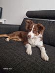 Miniature American Shepherd - MAS tik 1,5år