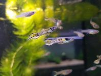 Endlers Yellow tiger 