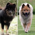 Valpar väntas hos Kennel Sorschies Eurasier