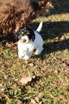 SKK Reg Cockerspaniel valpar 