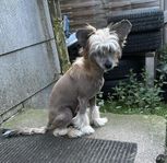 Chinese crested hane