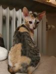 Cornish Rex  Kattungar 