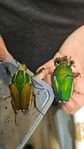 The Giant Flower Beetle Mecynorhina Torquata Ugandensis