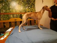 whippet valpar