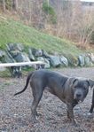 6 måndader American bully xl kille