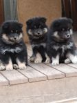 Finsk Lapphunds valpar! 