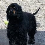 Amerikansk Cocker Spaniel 