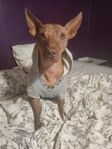 Xoloitzcuintle Standard hane 