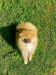 Pomeranian valp