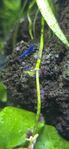 Neocaridina sp. 'blue diamond