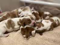 Welsh springer spaniel valp