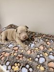 American bully valpar med stamtavla 