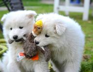 Samojed samojedhund samojedvalp