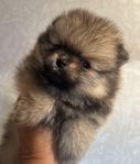 Pomeranian 