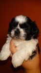 shih tzu valpar 