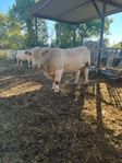 Charolais