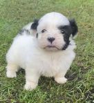 maltishu valpar ( malteser/shih tzu mix)