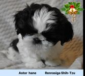 Renrasiga Shih-Tzu valpar med stamtavla