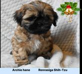 Renrasiga Shih-Tzu valpar med stamtavla