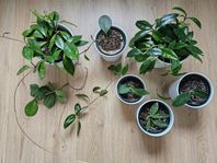 STORT HOYA-PAKET - 8 SORTERS PORSLINSBLOMMA WILBUR GRAVES MM