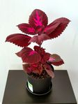 En Vacker China Rose Palettblad Planta 42cm